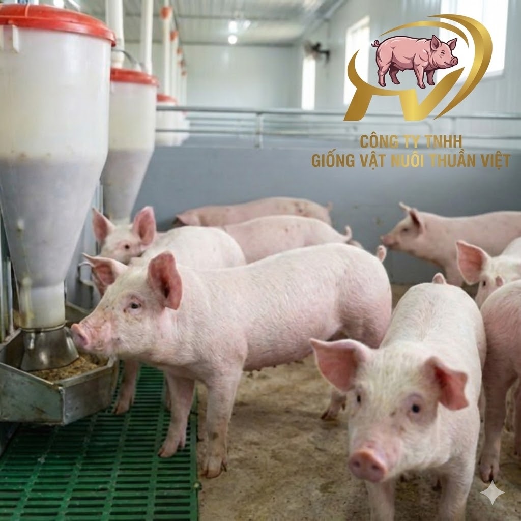 Quy trình chăn nuôi